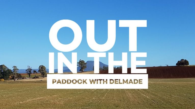 Out in the paddock with Delmade - Edition 1 image