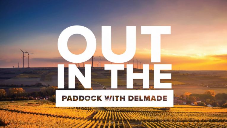 Out in the paddock with Delmade - Edition 2 image