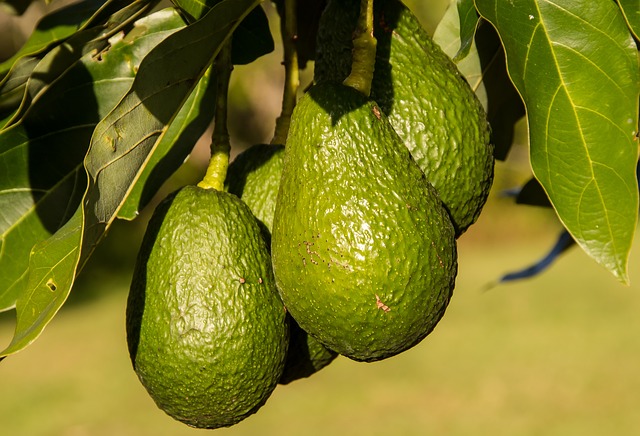 Delmades Tow and Blow Offers Frost Protection for Avocados