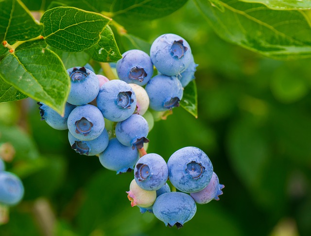 Delmades Tow and Blow Offers Frost Protection for Blueberries