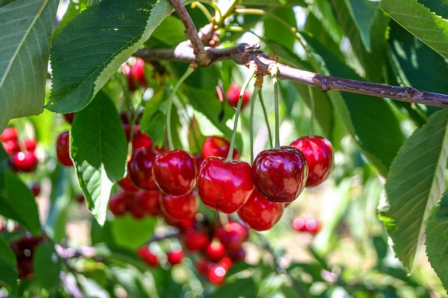 Delmades Tow and Blow Offers Frost Protection for Cherries