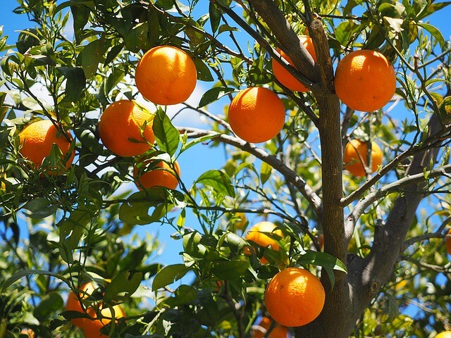 Delmades Tow and Blow Offers Frost Protection for Citrus Fruits