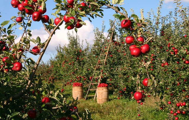 Delmades Tow and Blow Offers Frost Protection for Apple Crops